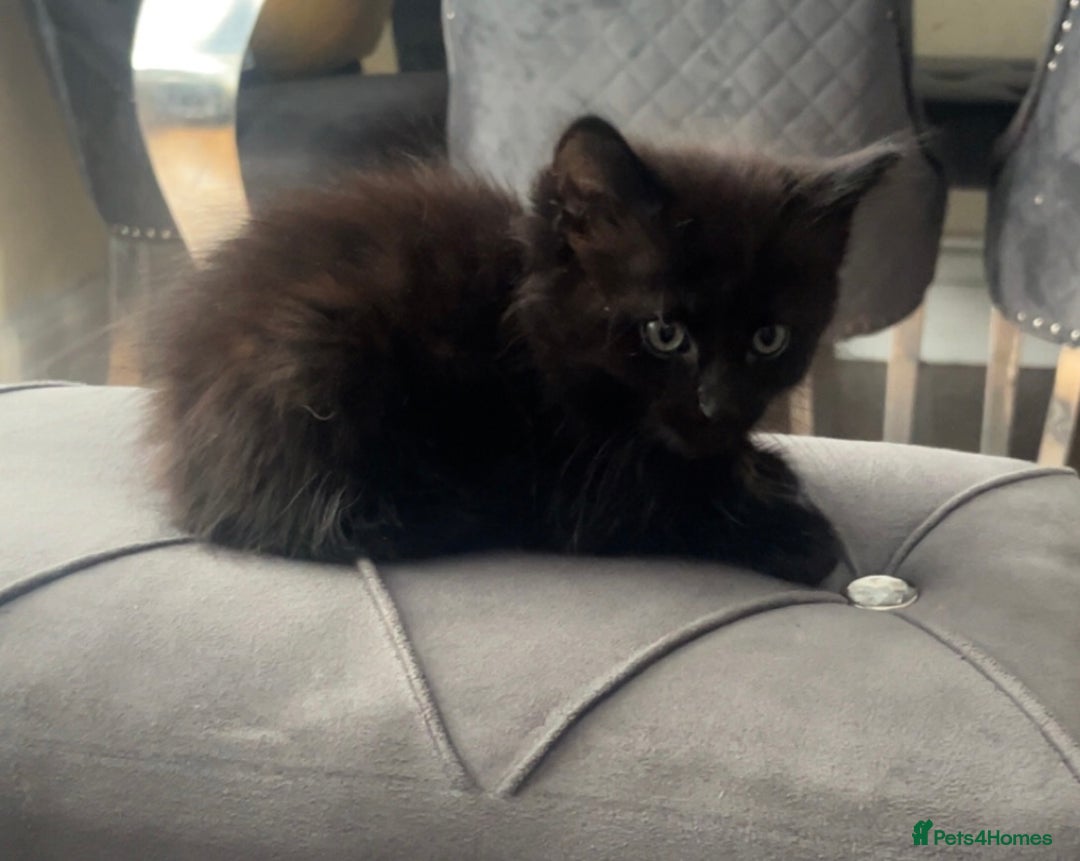 American Shorthair cats for sale: Unique markings tuxedo and all black kittens  - Image 7