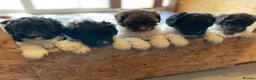 Mixed Breed dogs for sale: St Berdoodle F1b - Advert 14