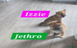 Japanese Shiba Inu dogs for sale: Beautiful Shiba - Image 12