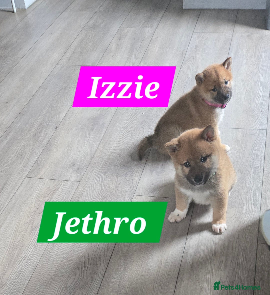 Japanese Shiba Inu dogs for sale: Beautiful Shiba - Image 12