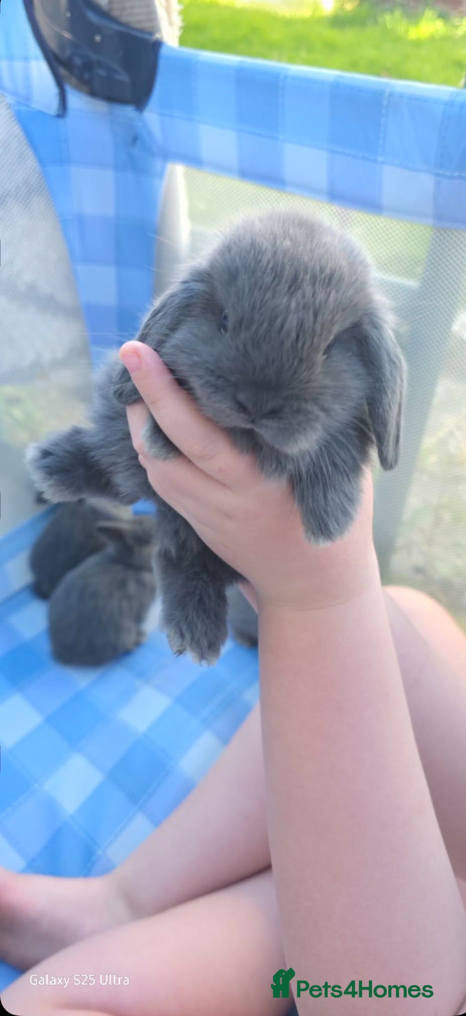 Mini Lop rabbits Mini lop rabbits  - Advert 1