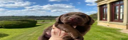 Labrador Retriever dogs for sale: Quality Chocolate Labrador Puppies, Ready 5 May in Preston - Advert 3
