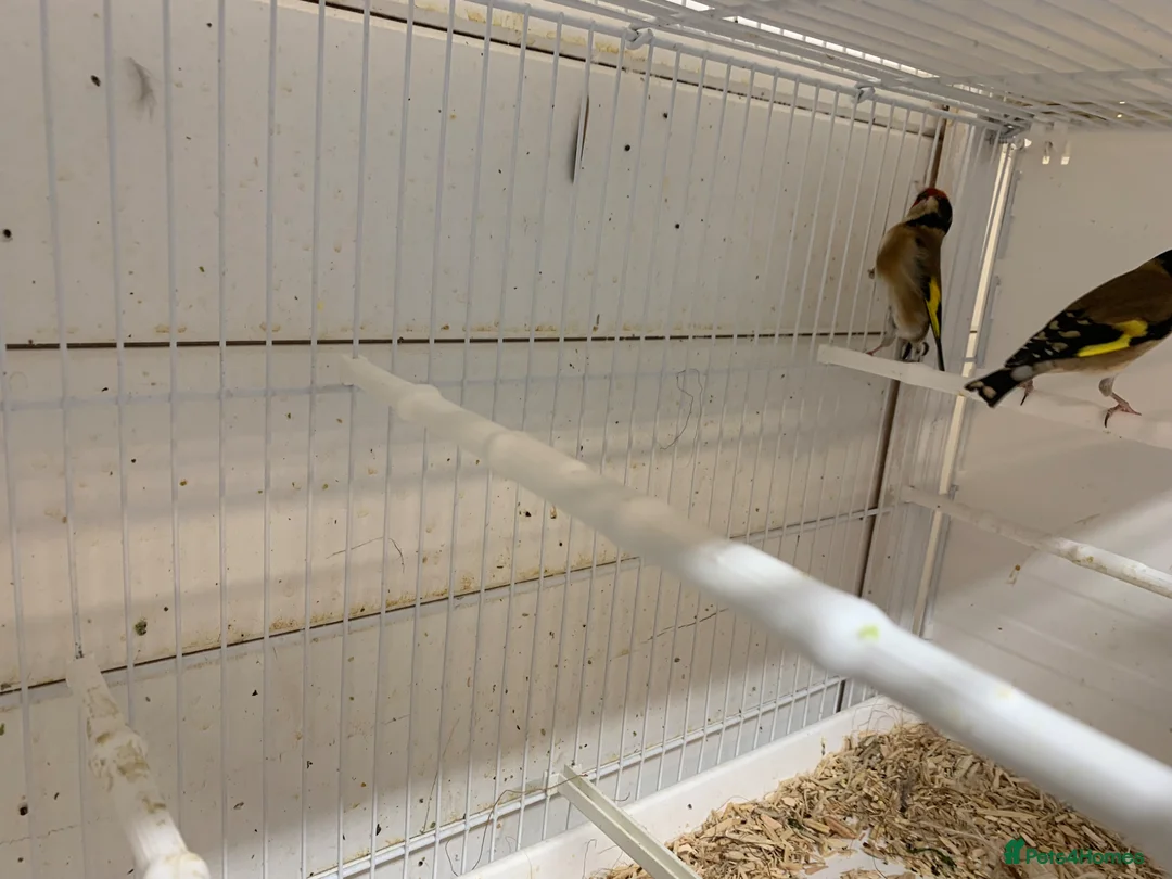 Finches birds for sale: Goldfinches - Advert 2