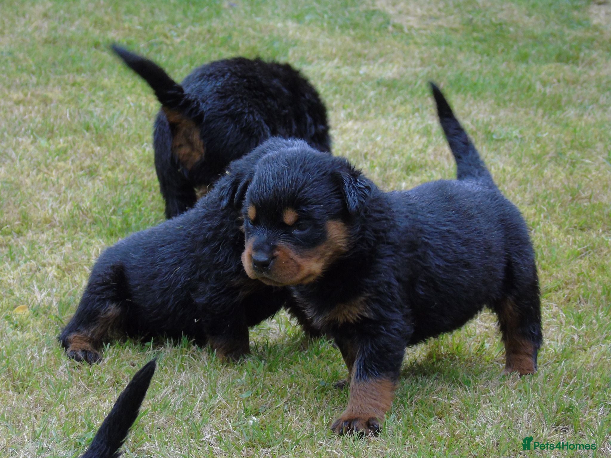 Rottweiler dogs Rottweiler puppies full German bloodline  - Advert 12