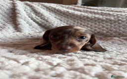 Miniature Dachshund dogs for sale: 3 gorgeous miniature dachshund girls  - Advert 16