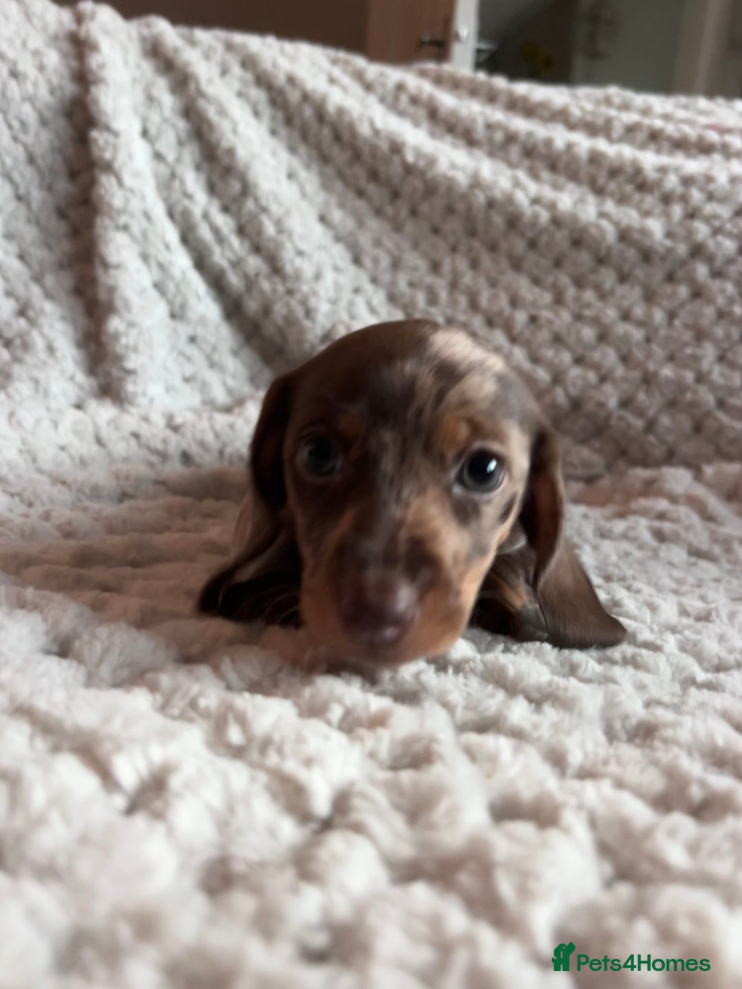 Miniature Dachshund dogs for sale: 3 gorgeous miniature dachshund girls  - Advert 16