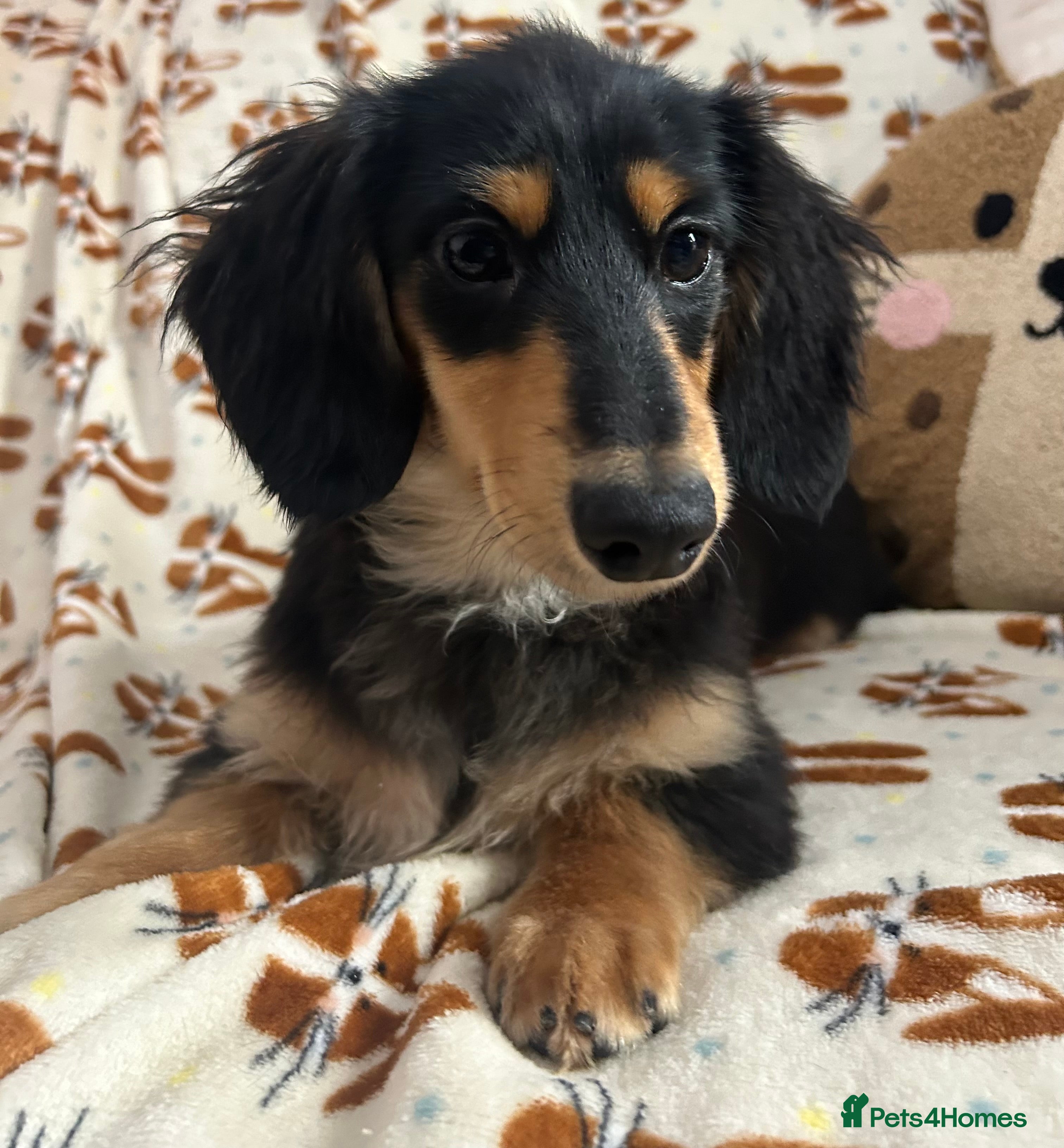 Miniature Dachshund dogs KC Reg Miniature Long Hair Dachshund  - Advert 1