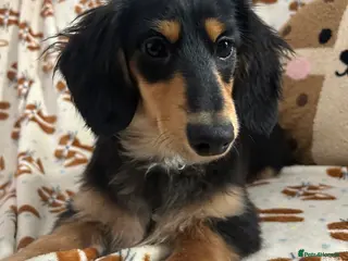 Miniature Dachshund dogs KC Reg Miniature Long Hair Dachshund - Advert 1