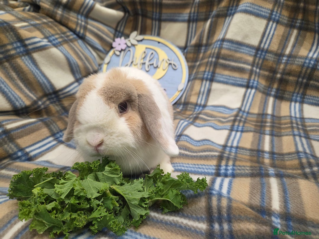 Mini Lop rabbits for sale: Mini lop bunnies - Advert 7