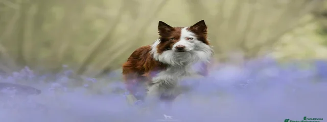 Lumi