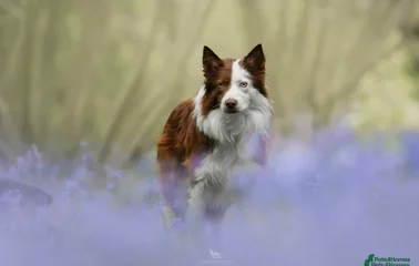 Lumi