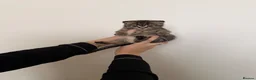 Scottish Fold cats for sale: British shorthair x Scottish fold kittens  in Birmingham - Advert 11