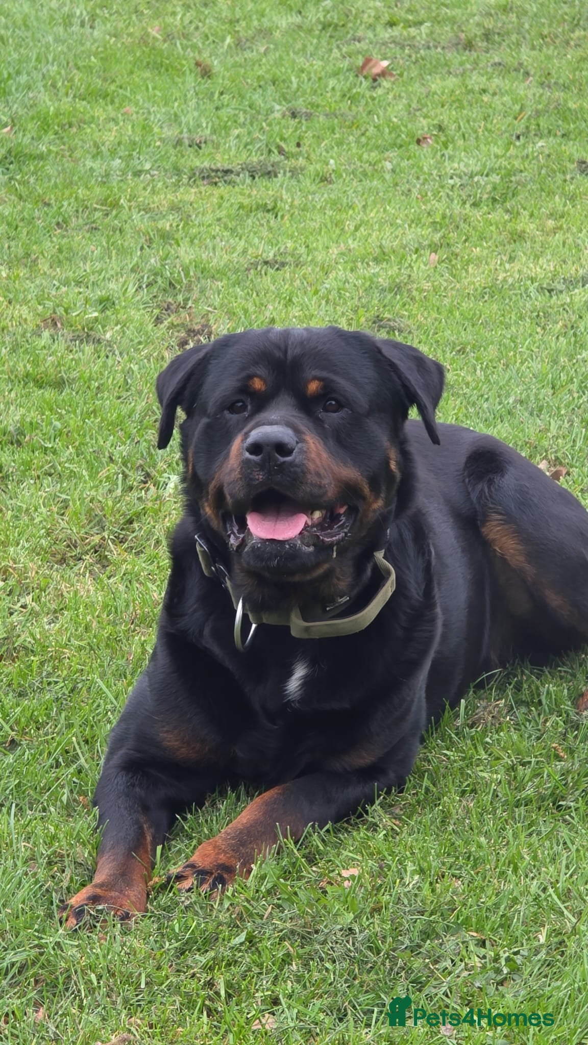 Rottweiler dogs Wonderful 3-Year-Old Rottweiler Loyal Guardian - Advert 2