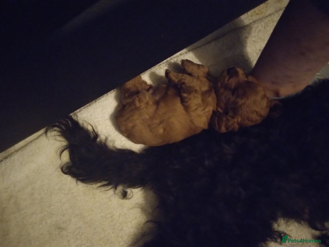 Cockapoo dogs for sale: Gorgeous puppies  - Image 2