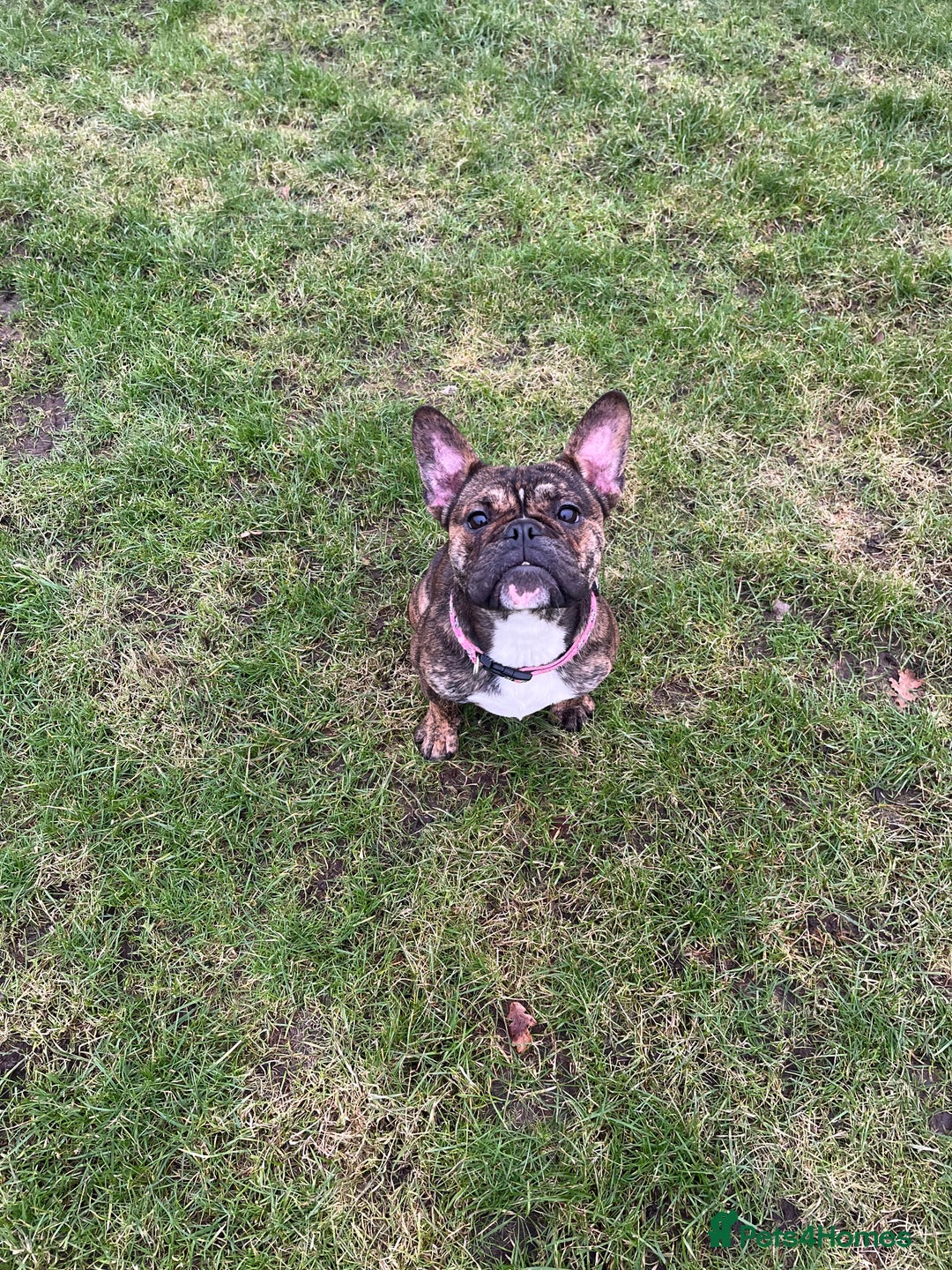 Mixed Breed dogs for sale: 2 year old Minnie  - Advert 1