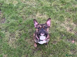 Mixed Breed dogs 2 year old Minnie - Advert 4