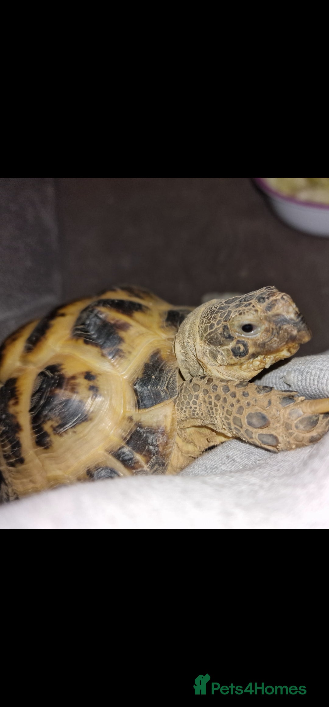 Tortoise reptiles for sale: Tortoise called Turbo - Advert 6