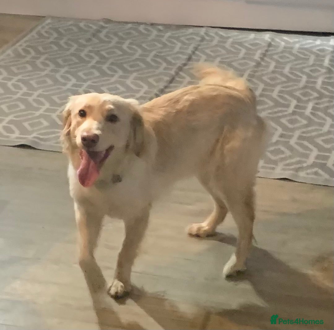 Goldador dogs Golden retriever x lab  - Advert 6