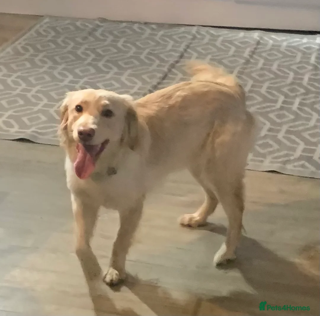 Goldador dogs for sale: Golden retriever x lab  - Advert 1