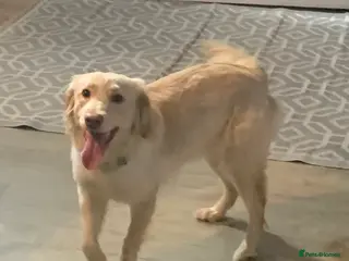 Goldador dogs Golden retriever x lab - Advert 6