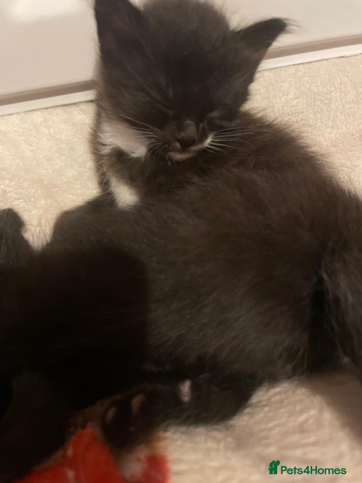 Mixed Breed cats Kittens - Advert 1