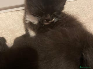 Mixed Breed cats Kittens - Advert 3