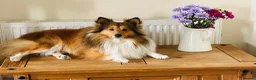 Shetland Sheepdog dogs for stud: Beautiful sable Shetland sheepdog for stud  - Advert 4