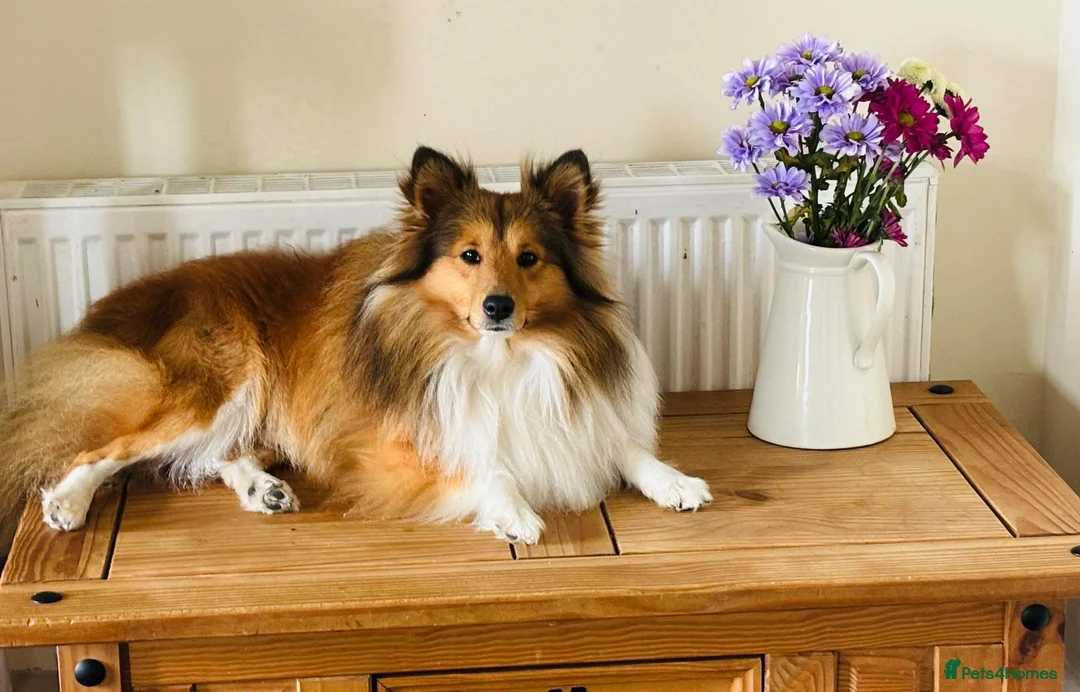 Shetland Sheepdog dogs for stud: Beautiful sable Shetland sheepdog for stud  - Advert 4