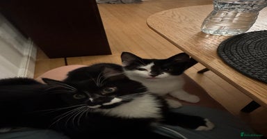 British Longhair cats - Advert 3