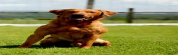 Labrador Retriever dogs for stud: Fully Health Tested Red Fox Lab Stud - Advert 6