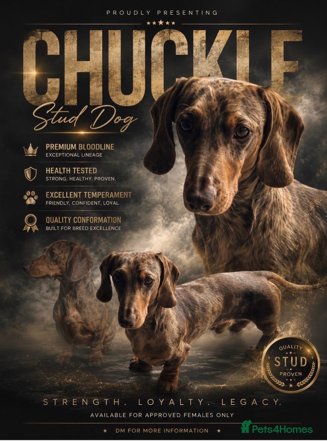 Miniature Dachshund dogs Kc reg miniature Chocolate dapple stud - Advert 14