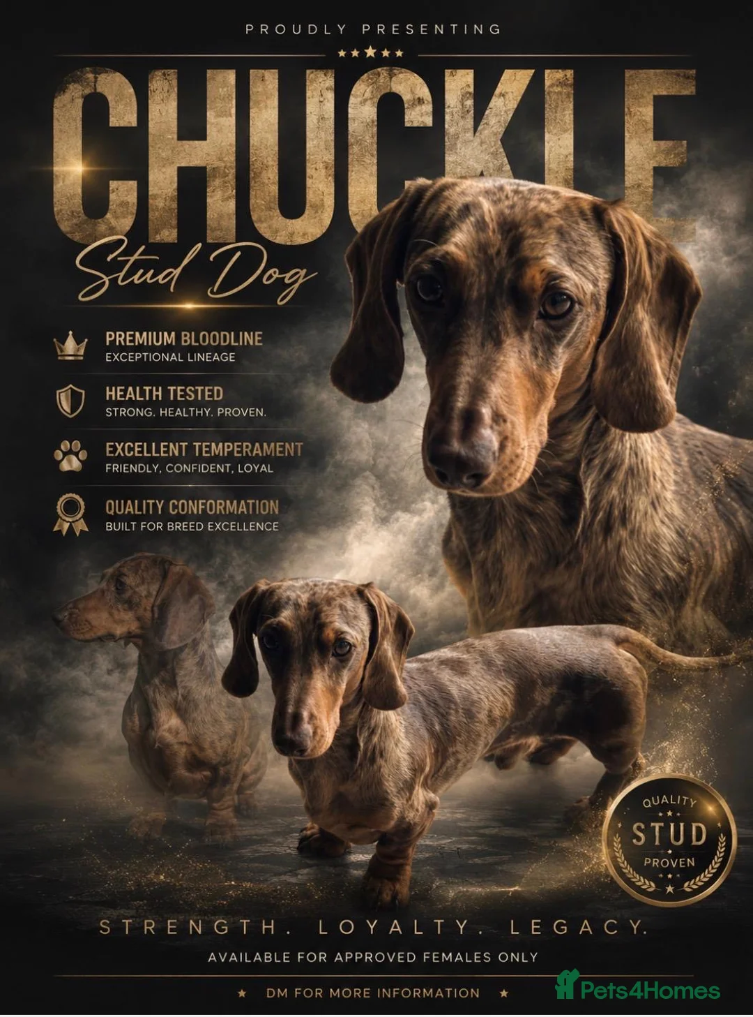 Miniature Dachshund dogs for stud: Kc reg miniature Chocolate dapple stud - Advert 2