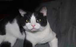Domestic Shorthair cats for sale: Need homes asap - Image 2