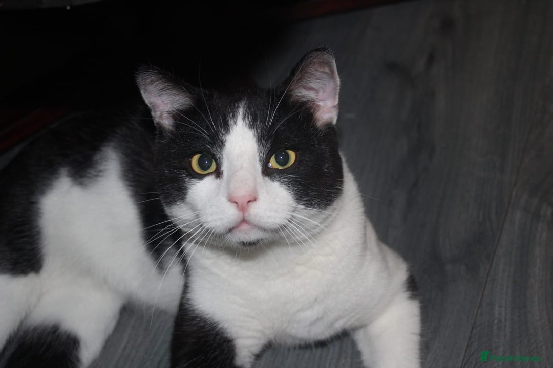 Domestic Shorthair cats for sale: Need homes asap - Image 2