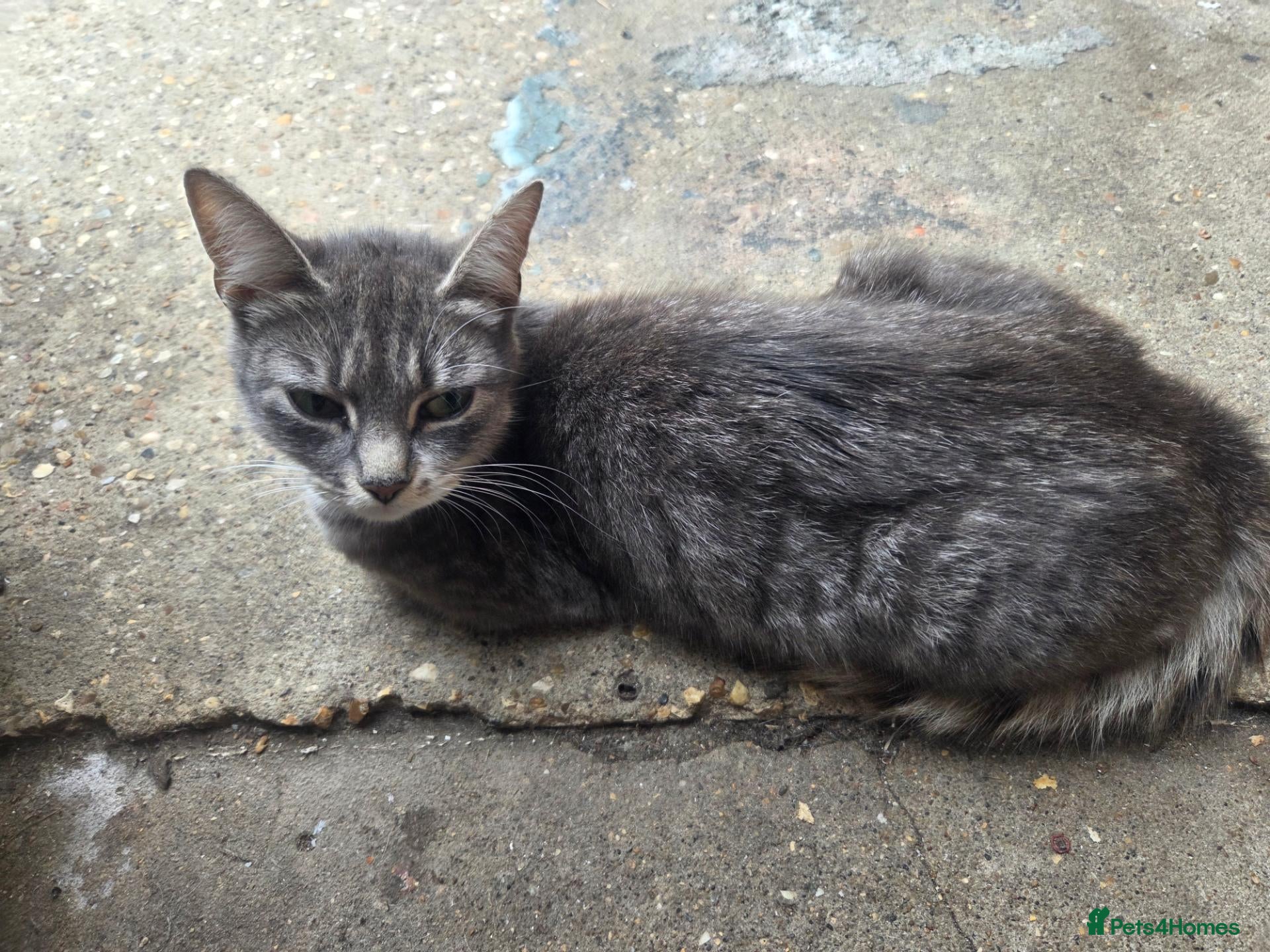 Mixed Breed cats Kittens are looking for their homes - Advert 3