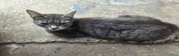 Mixed Breed cats for sale: Kittens are looking for their homes - Advert 1