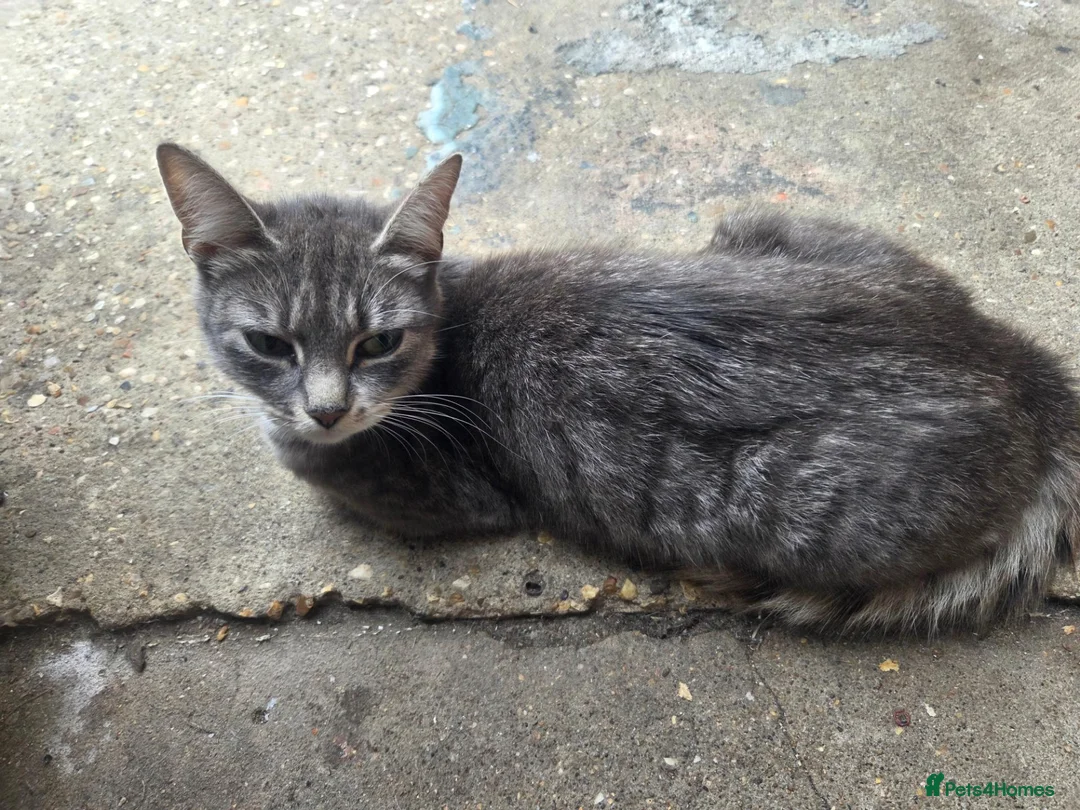 Mixed Breed cats for sale: Kittens are looking for their homes - Advert 1