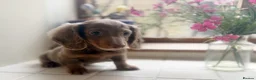 Miniature Dachshund dogs for sale: Miniature dachshunds  - Advert 6