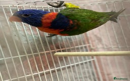 Lorikeets birds for sale: Rainbow lorikeet - Image 7