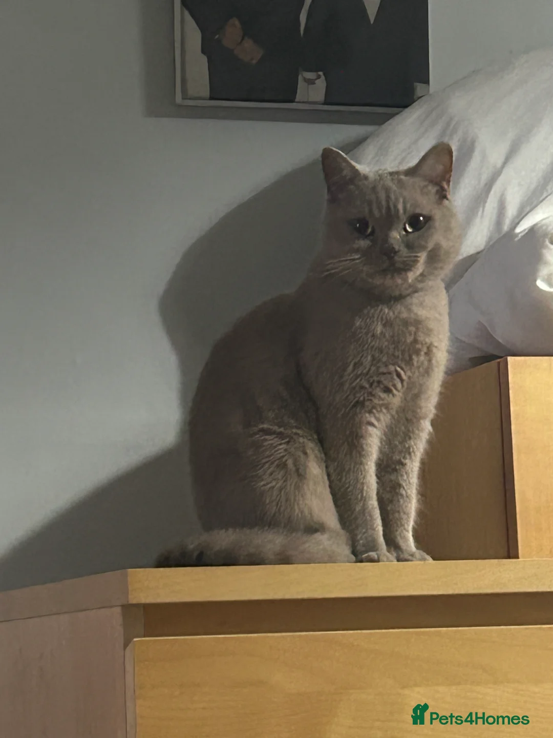 British Shorthair cats for sale: 3 year old lilac British shorthair - Advert 2