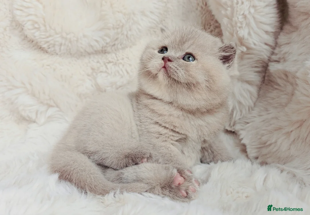 British Shorthair cats for sale: British Shorthair Champion Lines Kittens  - Advert 2