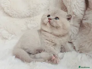 British Shorthair cats British Shorthair Champion Lines Kittens - Advert 2