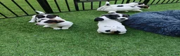 Jack Russell dogs for sale: BEAUTIFUL JACK RUSSELL PUPPIES AVAILABLE - Advert 16