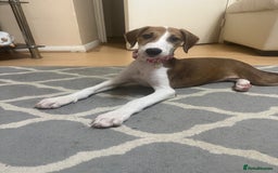 Saluki dogs for sale: Rosie is looking for her forever home  - Advert 5