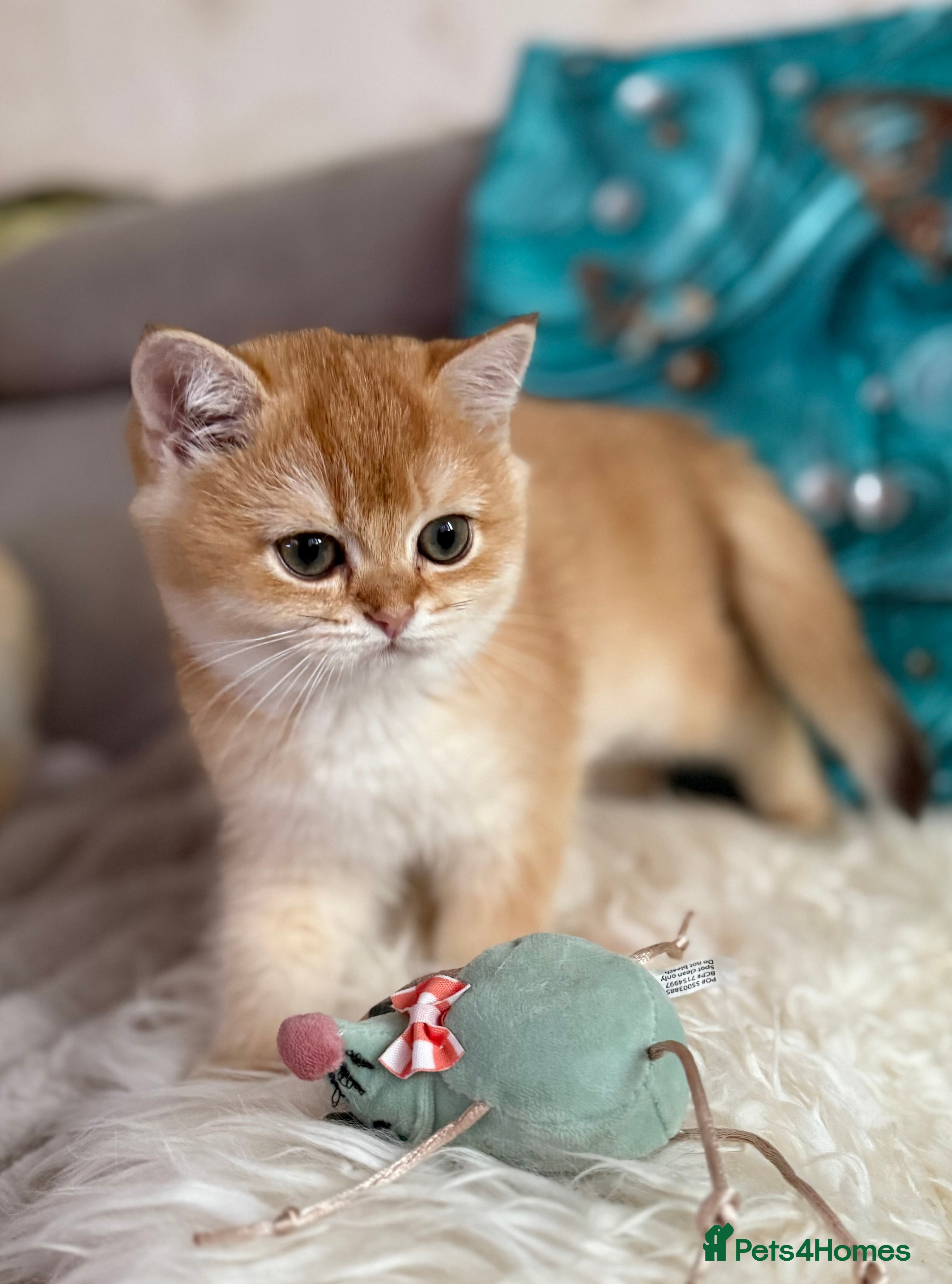 British Shorthair cats 🌟 Last two beautiful  Golden BSH girls 🌟 - Advert 6