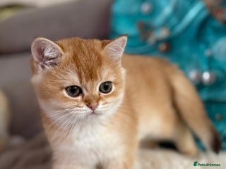 British Shorthair cats 🌟 Last two beautiful Golden BSH girls 🌟 - Advert 8