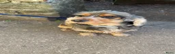 Cocker Spaniel dogs for stud:  Sable Show Cocker Spaniel Available for Stud 🐾 - Advert 2