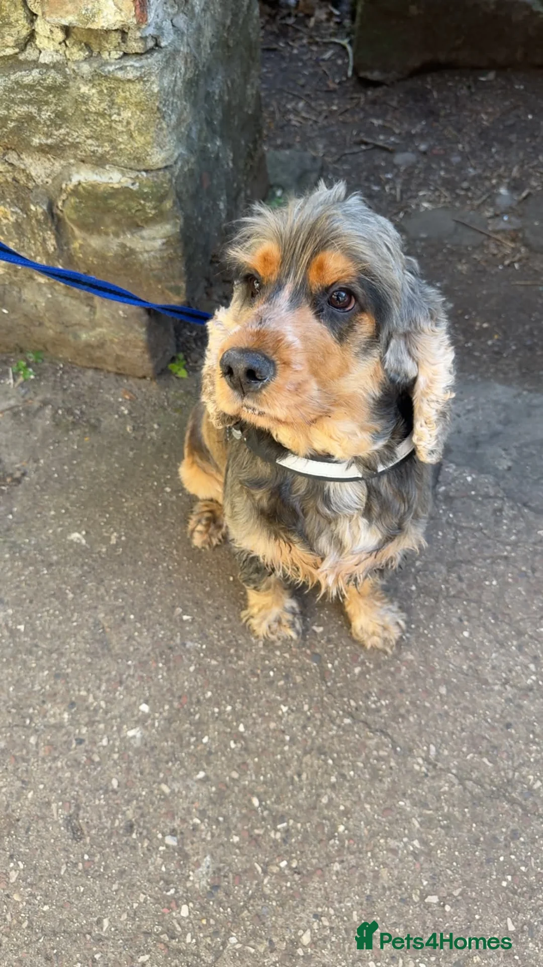 Cocker Spaniel dogs for stud:  Sable Show Cocker Spaniel Available for Stud 🐾 - Advert 2