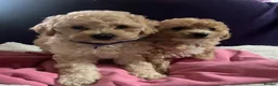 Cavapoochon dogs for sale: Cavapoochon puppies  - Advert 9