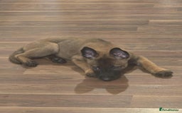 Belgian Shepherd Dog dogs for sale: Adorable 9 Week Old Belgian Malinois Puppy - Image 3